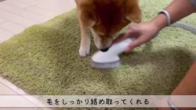 Amazon | 【ブラシと掃除機一体型】Neakasa ペット用バリカン 犬 猫
